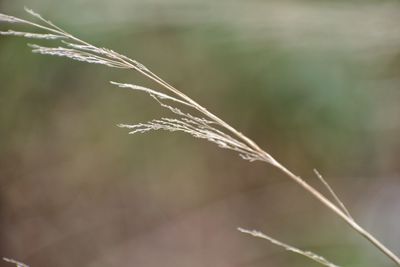 Close-up of grass against blurred background