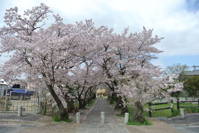Cherry blossom trees against sky