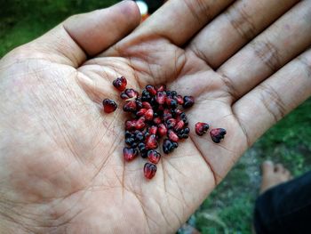 Close-up of hand holding berries