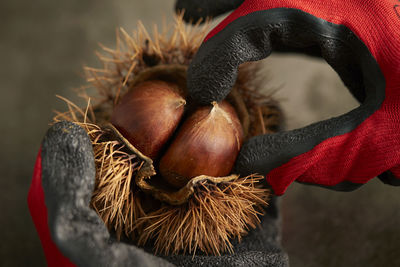 Fresh chestnut bur in hand on dark background