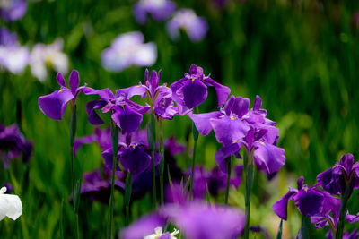 Close-up of purple flowers blooming outdoors