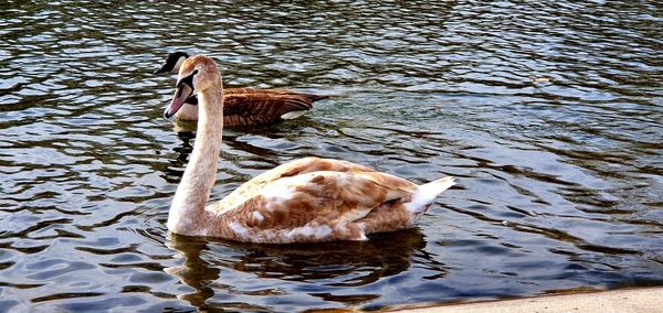 High angle view of duck swimming in lake