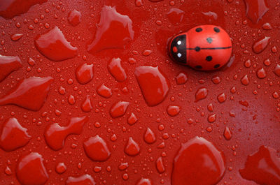 Close-up of water drops with ladybird on red steel surface 