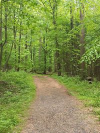 Road amidst trees in forest