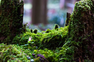 Close-up of moss growing on tree trunk