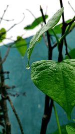 Close-up of wet leaves