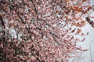 Low angle view of cherry blossom tree