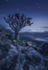 Trees on rocks against star field at night