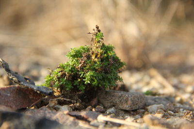 Close-up of moss on rock