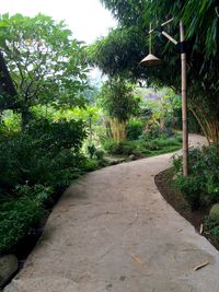 Footpath amidst trees