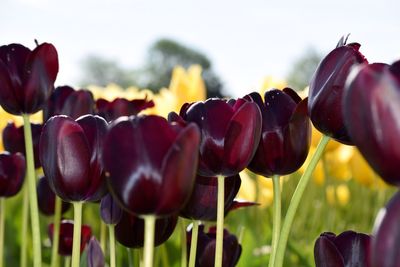 Close-up of flowers against the sky