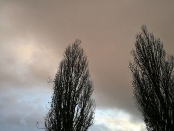 Low angle view of tree against sky