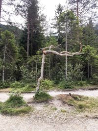 Trees growing in forest