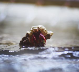 Close-up of flower over water