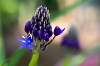 Close-up of purple flowering plant