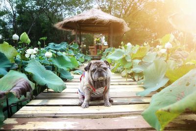 Dog by small tree against plants