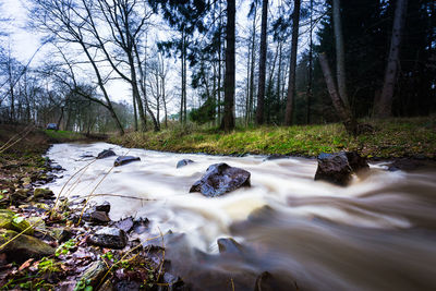 Surface level of stream amidst trees in forest