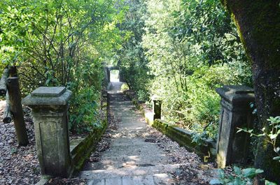 Narrow pathway along trees