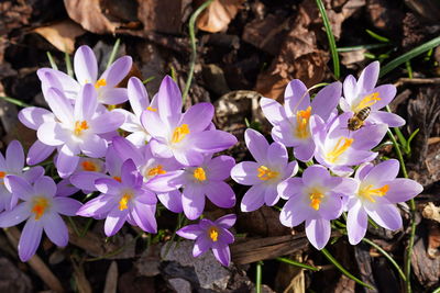 Close-up of purple crocus flowers with high angle view 