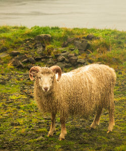 Portrait of sheep standing in field