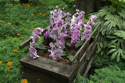 Purple flowering plants in garden