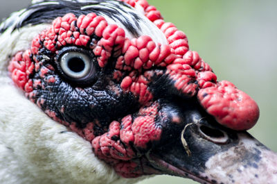 Close-up portrait of a bird