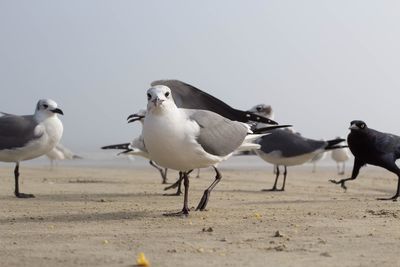 Seagulls on beach against clear sky