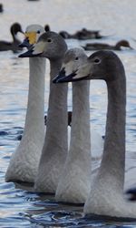 View of birds in lake