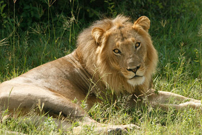 Portrait of lion sitting on field