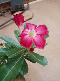 Close-up of pink flowering plant