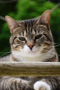 Close-up portrait of a cat