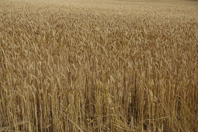 Full frame shot of wheat field