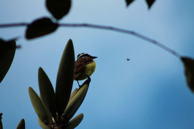 Low angle view of bird perching on plant against sky