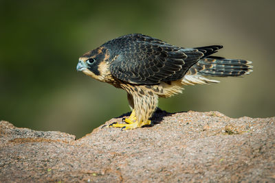 Close-up of a bird perching on rock