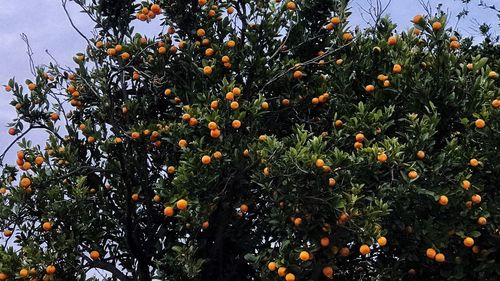 Low angle view of fruits on tree