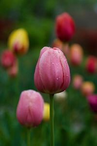 Close-up of pink tulip