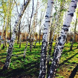 Trees on landscape against sky