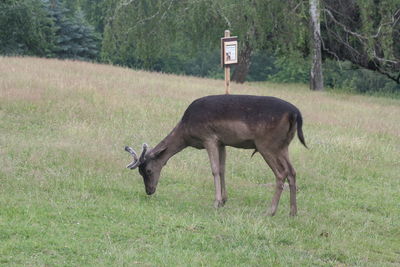 Deer grazing in a field