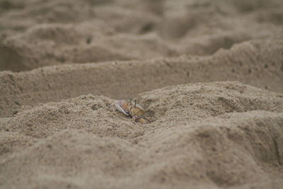 Close-up of lizard on sand at beach