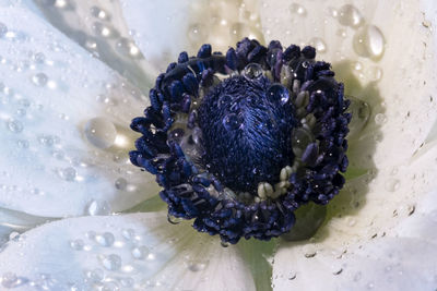 Close-up of wet purple flower