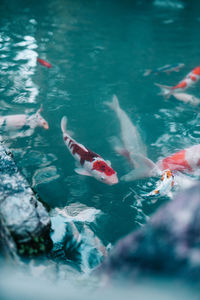 High angle view of koi carps swimming in sea