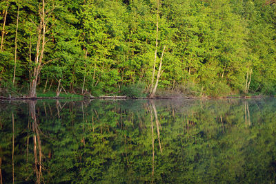 Scenic view of lake in forest