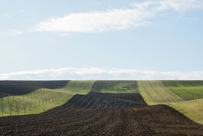 Scenic view of agricultural field against sky