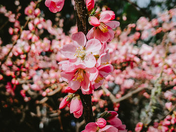 Close-up of pink cherry blossom