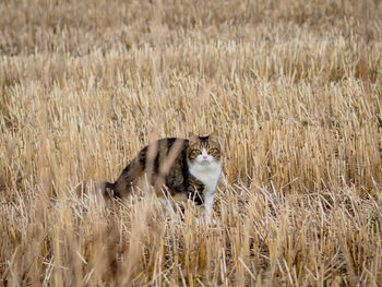 Cat in a field