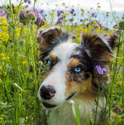 Portrait of dog on field