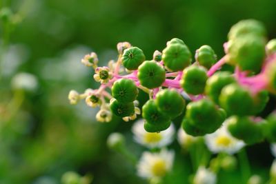 Close-up of berries on plant