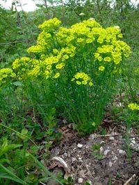 Close-up of yellow flowers blooming in field