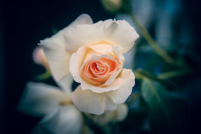 Close-up of rose flower against black background