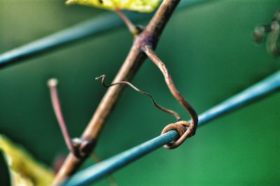 Close-up of plant against blurred background